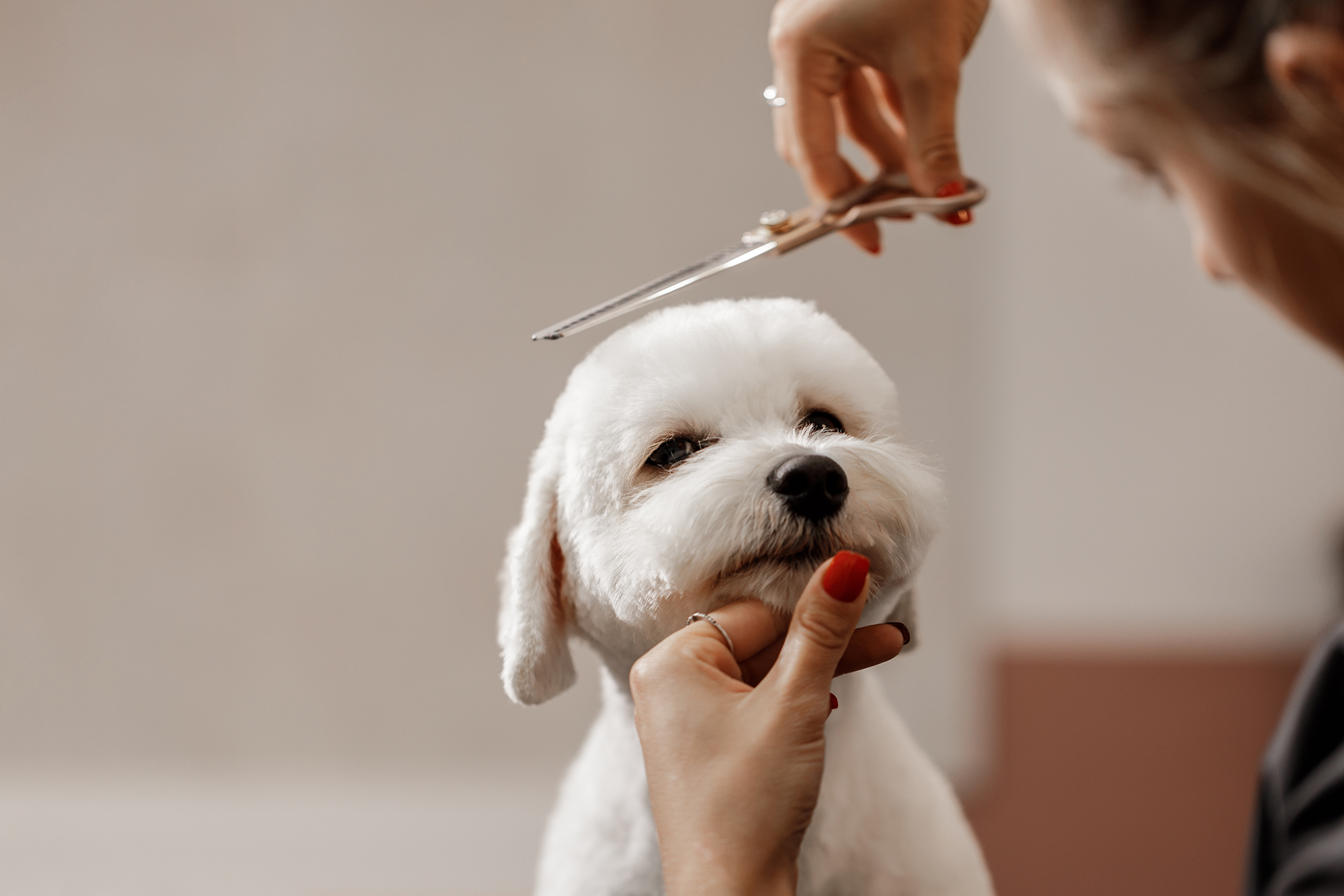 Dog Grooming Services Rogers, Arkansas | Mutty Paws NWA