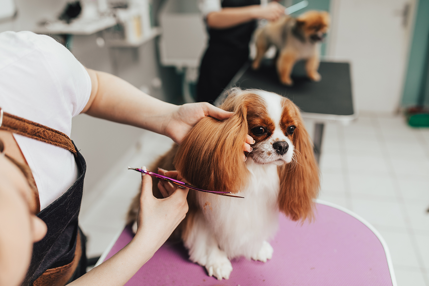 Dog Grooming Near Me | Mutty Paws NWA